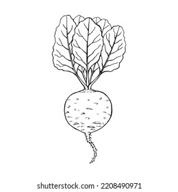 Esquema de remolacha. Ilustración vectorial dibujada a mano. Producto del mercado agrícola, verdura aislada.