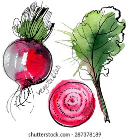 Beet Painted With Watercolors On White Background. Study Paints Colored Beets. Set Vegetables And Leaves. Vector Food