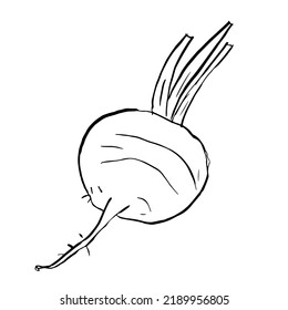Beet, radish sketch. Vector hand drawn illustration vegetables on white