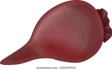 beet red 3d. Icons 3d realistic render vector object. symbol, icon, ripe, beet, vegetable, beetroot, food, vegetarian