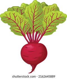 Beet. Red ripe beets. Ripe organic vegetable from the garden. Farm product. Sugar beet, vector illustration isolated on a white background