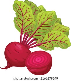 Beet. Red Ripe Beets. Ripe Organic Vegetable From The Garden. Farm Product. Sugar Beet, Vector Illustration Isolated On A White Background