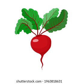 
Zuckerrüben. rotes Wurzelgemüse. Vegetarismus und gesundes Essen. Gemüse und Obst. Stock-Vektorgrafik einzeln auf weißem Hintergrund.