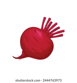 Beet. Ripe red beetroot. A fresh country vegetarian product. A vitamin vegetable. Vector illustration isolated on a white background