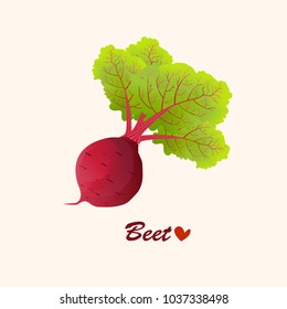 beet root. beets with a bundle of leaves. useful vegetables. vegetarianism. Vector illustration with text background.