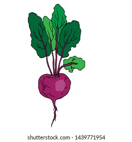 Beet. Root crop with leaves. An agronomical product. Vector illustration.