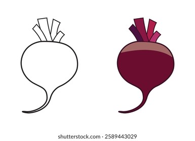 Beet root fresh vegetable vector illustration.  