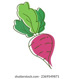 Raíz de remolacha.remolacha roja con hojas verdes. Verduras de productos agrícolas.Aisladas en fondo blanco.Ilustración plana vectorial.