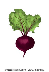 Beet root with green leaves.Vector illustration in realism style.