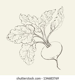 Beet root isolated on white. Vector illustration.