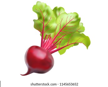 Beet root with leaves isolated on white background. Realistic vector illustration.