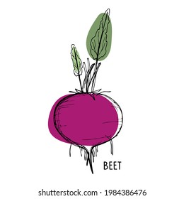 Beet root. Line art style With bright Burgundy and green spots. Red beet with green leaves vector illustration. For logo, menu, icon farmers market, packing, kitchen print, wall decor