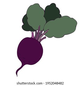 Raíz de remolacha, remolacha morada con hojas verdes. Dibujo manual. Ilustración vectorial de las verduras. Temporada de verano