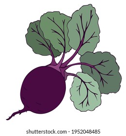 Beet root, purple beet with green leaves. Hand drawing. Vector illustration of vegetables. Summer season