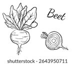 Beet root vegetable with leaves whole and half sliced in black brush stroke texture isolated on white. Hand drawn vector sketch illustration in vintage charcoal ink. Soup ingredient, farm