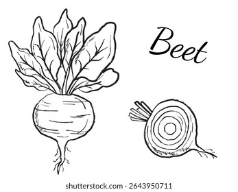Beet root vegetable with leaves whole and half sliced in black brush stroke texture isolated on white. Hand drawn vector sketch illustration in vintage charcoal ink. Soup ingredient, farm