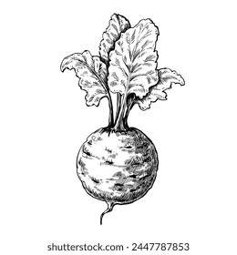 Beet root vintage vector sketch illustration