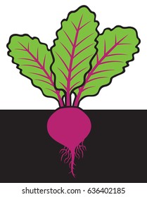 beet with roots and leaves underground (cross-section)
