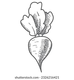 Beet root.Vegetable of farm product.Isolated on white background.Hand drawn vector illustration realistic sketch.Beetroot food ingredient.