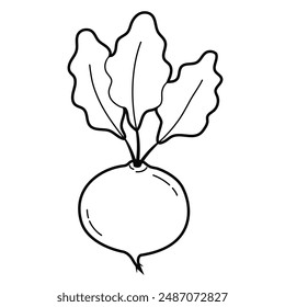 Beet. Simple outline illustration, isolated on white background. Design element