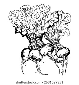 Beet Sketch tinta vetor de alimentos. Linha de contorno de legumes. Produtos agrícolas