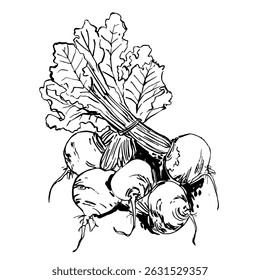 Vector de alimentos de tinta de betabel. Línea de contorno de verduras. Productos agrícolas