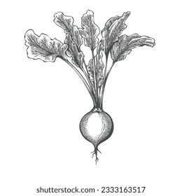 Esbozo de remolacha aislado. Dibujo de remolacha aislado, escoba de vectores de rábano fresco, alimento orgánico sano extraído a mano alimento vegetal vintage ingrediente de planta de grabado