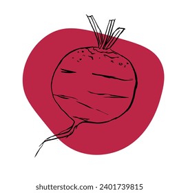 Beet sketch on red spot. Vegetarian food, healthy vegetable. Doodle Vector hand drawn illustration isolated on white background.