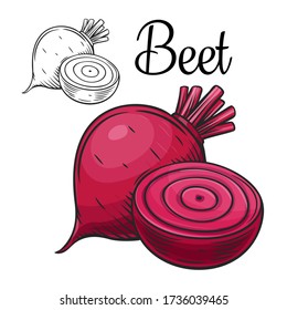 Beet Vector Drawing Icon. Vegetable In Retro Style, Outline Illustration Of Farm Product For Design Advertising Products Shop Or Market.