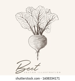 Beet vector hand drawn illustration