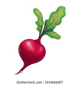 Beet vector icon. Vegetable of farm product for design advertising products shop or market.