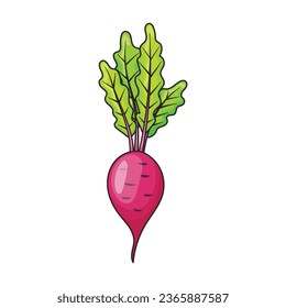 Beet vector icon.Color vector icon isolated on white background beet .