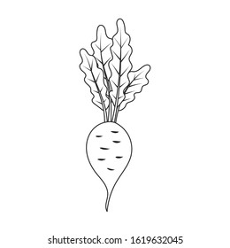 Beet vector icon.Line vector icon isolated on white background beet .