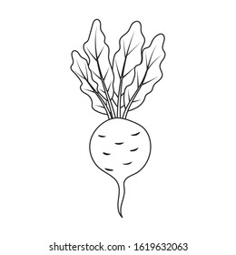 Beet vector icon.Line vector icon isolated on white background beet .