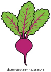 beet vector illustration