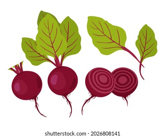 Beet. Vector illustration of beetroot set of whole vegetable, beet without leaf, cut beets and leaves isolated on white background.