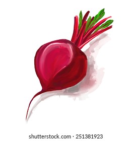 beet vector illustration  hand drawn  painted watercolor 