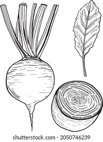 Beet in a vector style isolated. Black and white sketch. Beetroot Illustration. Vector vegetables