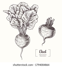 Beet. Vegetable. Beetroot. Vector Hand Drawn. Line art. Sketch Botanical Illustration. Eco healthy food. 