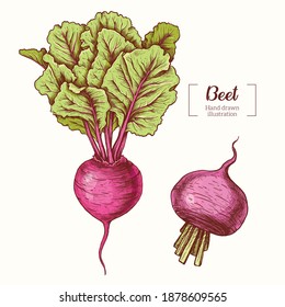 Beet. Vegetable. Beetroot. Vector Hand Drawn. Line art. Sketch Botanical Illustration. Eco healthy food. 