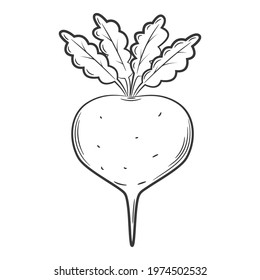 Beet. A vegetable in a linear style, drawn by hand. Food ingredient, design element. Line art. Black and white vector illustration. Isolated on a white background