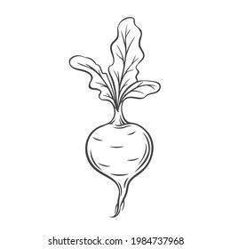 Beet vegetable outline vector icon, drawing monochrome illustration. Healthy nutrition, organic food, vegetarian farm product.