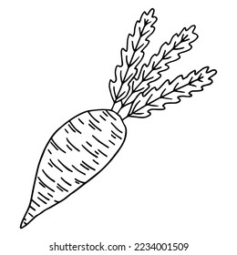 Beet vegetable set. Detailed engraved. Vintage hand drawn vector illustration realistic sketch.