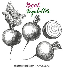 Beet vegetable set. Detailed engraved. Vintage hand drawn vector illustration realistic sketch.