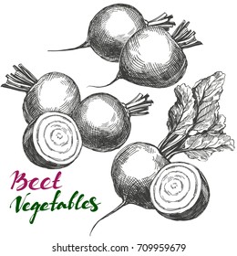 Beet vegetable set. Detailed engraved. Vintage hand drawn vector illustration realistic sketch.