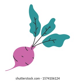 Beet vegetable, simpe isolated hand drawn illustration, cute cartoon hand made icon, cooking ingredient clip art for cokking menu, cafe, restaurant or farming market.