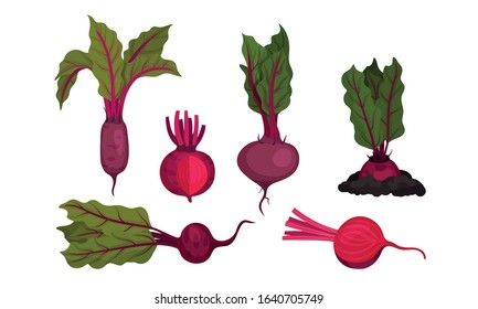 Beet Vegetable with Top Leaves. Whole and Cut Agricultural Crop Vector Set