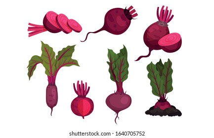 Beet Vegetable with Top Leaves. Whole and Cut Agricultural Crop Vector Set
