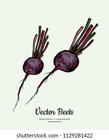 Beet vegetable vector isolate. Red whole beetroot green leaves. Vegetables hand drawn illustration. Food vegetarian sweet purple beetroot icon logo poster, banner, sketch. Vector illustration isolated