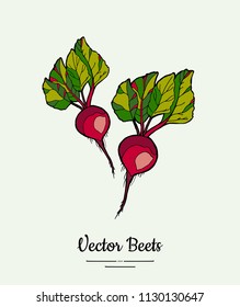 Beet vegetable vector isolate. Red whole beetroot green leaves. Vegetables hand drawn illustration. Food vegetarian sweet purple beetroot icon logo poster, banner, sketch. Vector illustration isolated